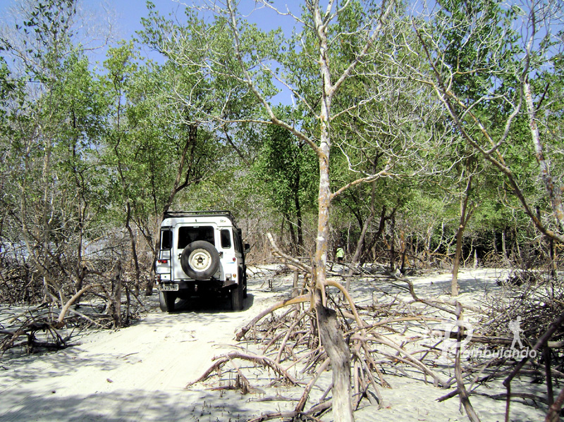 Em Mangue seco, cortando a 'floresta'.